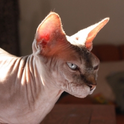 Mýdlo pro kočky Sphynx